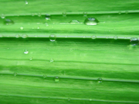 唐菖蒲葉片水滴