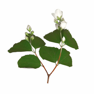 盛開(kāi)在白色上的茉莉花的雙胞胎