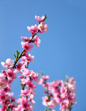 花桃（Prunus persica）