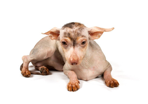 中國冠毛犬幼犬