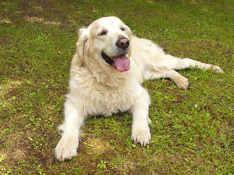 金毛獵犬