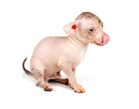 中國冠毛犬幼犬