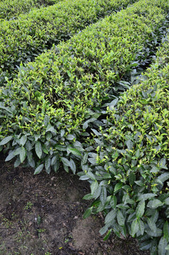 茶園 茶葉 水仙茶 茶樹