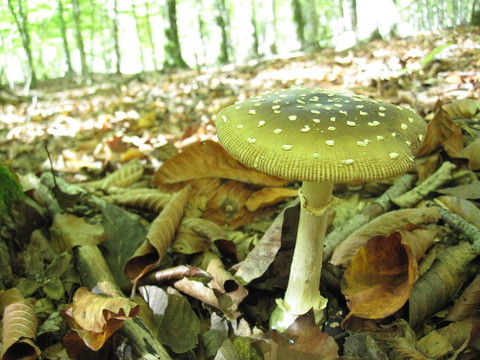 食用mushroom_2參差不齊