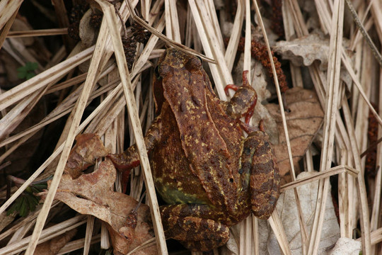 常見的青蛙（Rana temporaria）