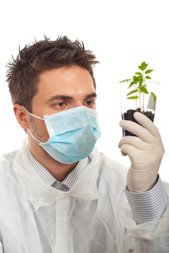 男人檢查新的番茄植株
