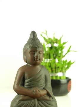 幸運(yùn)竹