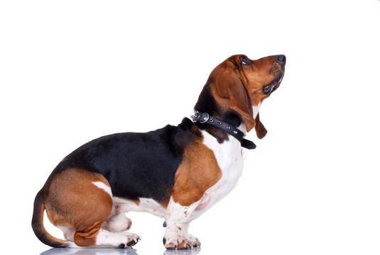 好奇的獵犬