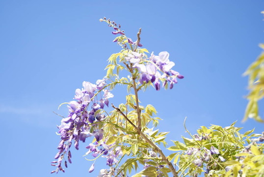 紫藤花