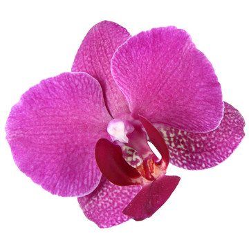 蘭花孤立