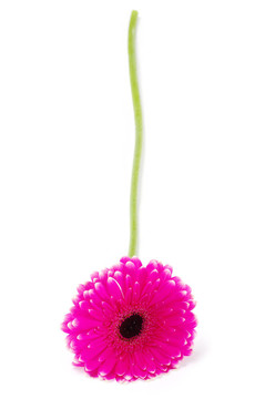 非洲菊