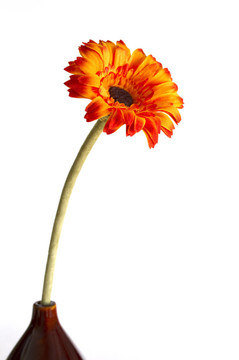 人工橙花