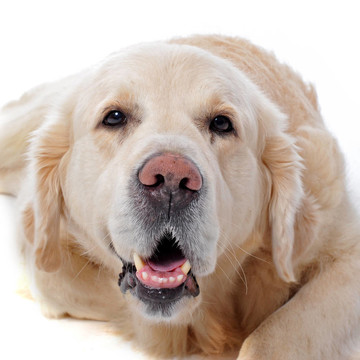 金毛獵犬