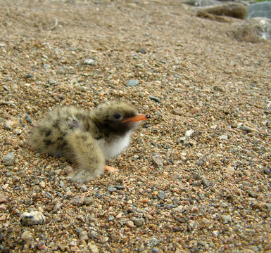 海燕寶貝鳥