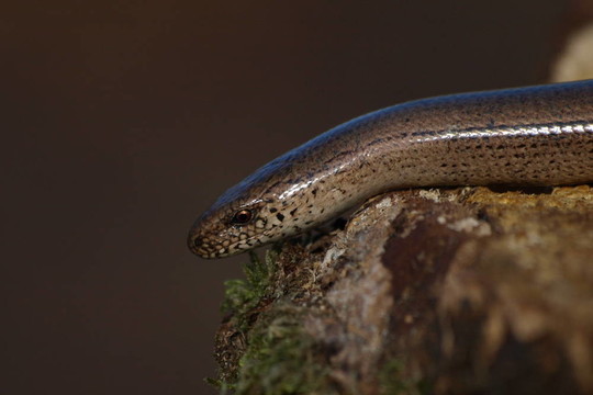 晰；Anguis fragilis