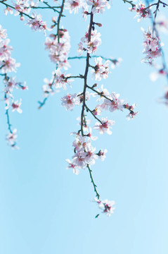 櫻花