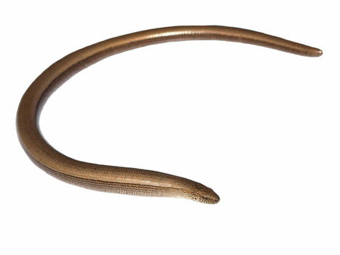 晰；Anguis fragilis分離