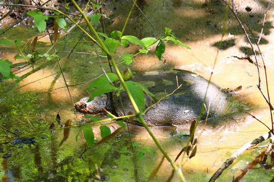 鱷龜（Chelydra serpentina）