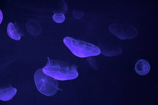 水母
