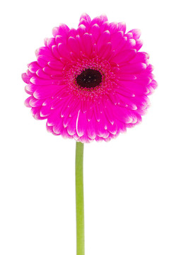 非洲菊