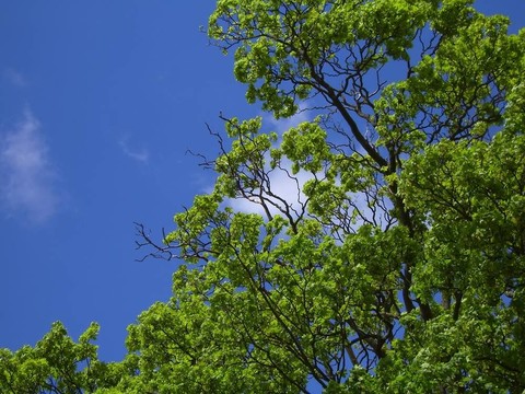 藍色和綠色