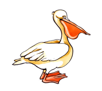 鵜鶘