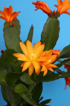 橙色的仙人掌花
