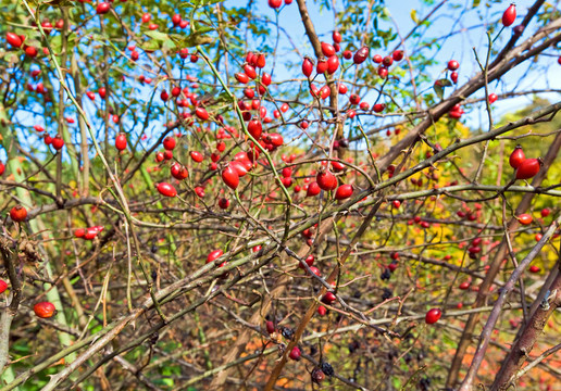 布什紅屁股