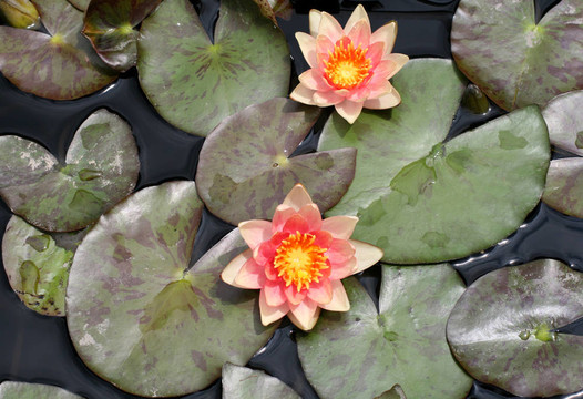水百合