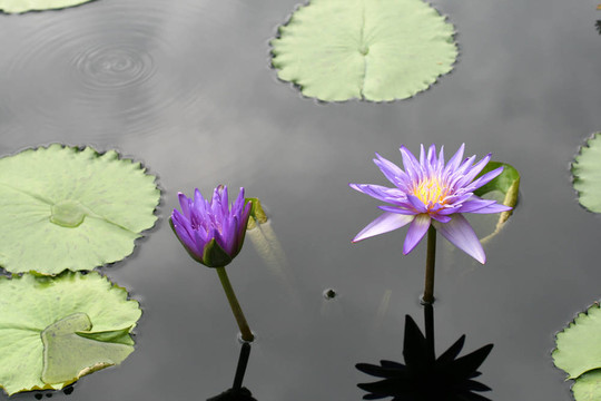 水百合