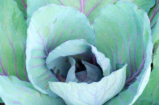 小白菜；食物背景