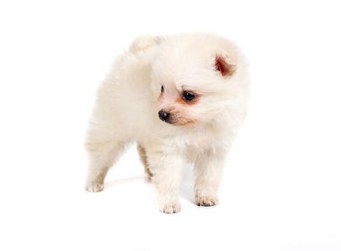博美犬孤立在白色背景