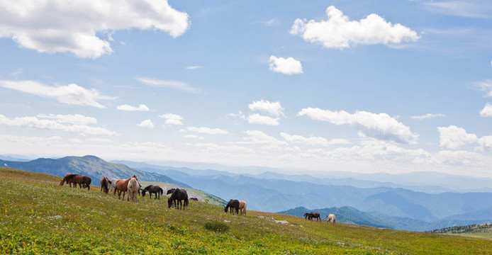阿爾泰山。一片美麗的風(fēng)景，有馬和藍(lán)天。