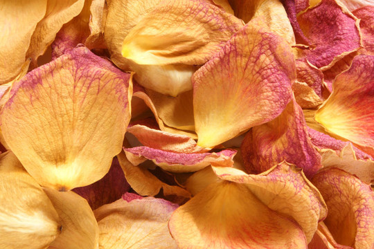 玫瑰干花瓣