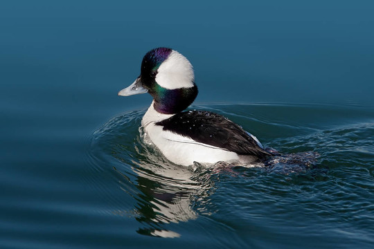 Bufflehead（Bucephala albeola）