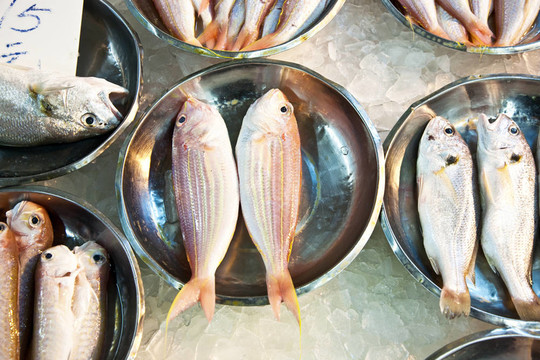 亞洲魚(yú)類市場(chǎng)提供全淡水魚(yú)