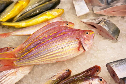 亞洲魚(yú)類(lèi)市場(chǎng)提供全淡水魚(yú)