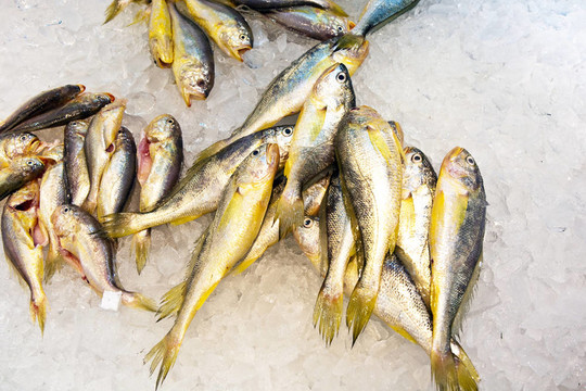 亞洲魚(yú)類(lèi)市場(chǎng)提供全淡水魚(yú)