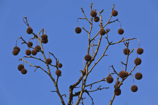 栗子樹(shù)