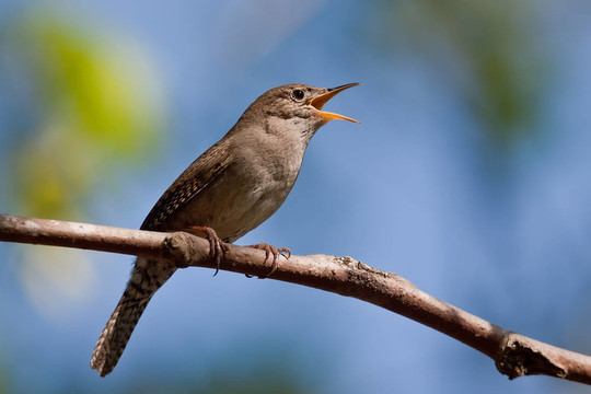 House Wren（穴居人aedon）