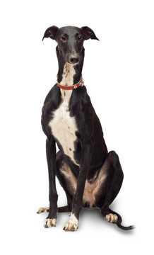 灰狗