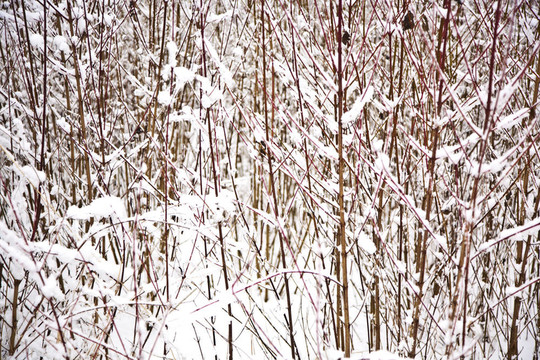 與樹木在冬天的雪壩