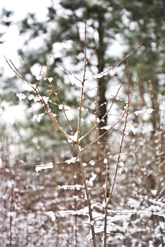 與樹(shù)木在冬天的雪壩