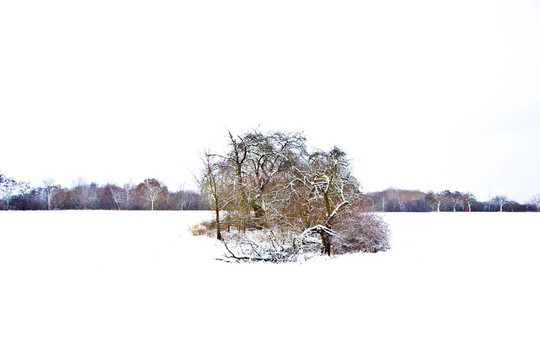 與樹木在冬天的雪壩