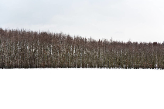 冬天的樹木覆蓋著白雪覆蓋的田野