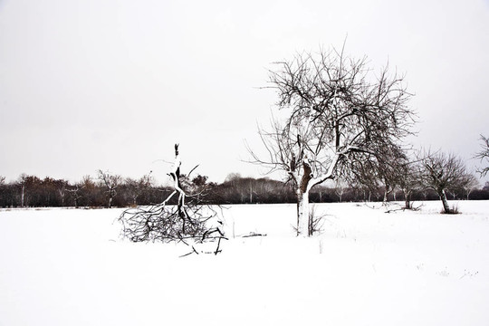 與樹木在冬天的雪壩