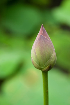 蓮花花蕾