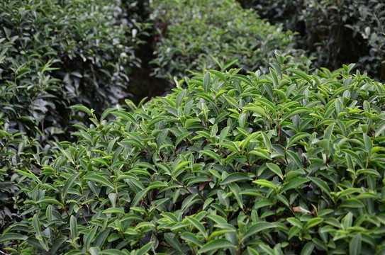 茶樹 矮腳烏龍