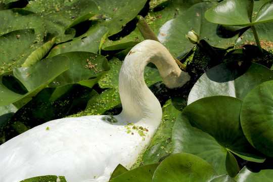 成人靜音天鵝飼養(yǎng)