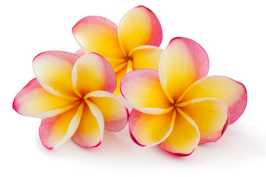 雞蛋花；plumiera；frangipanni